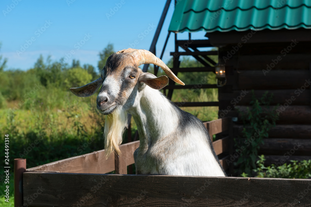 Obraz premium A curious goat with large horns peeping out of the pen