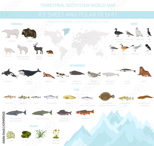 Ice sheet and polar desert biome. Terrestrial ecosystem world map. Arctic animals, birds, fish and plants infographic design