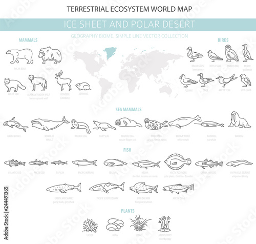 Ice sheet and polar desert biome. Simple line style. Terrestrial ecosystem world map. Arctic animals, birds, fish and plants infographic design