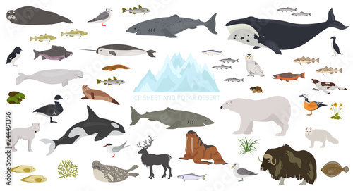 Ice sheet and polar desert biome. Terrestrial ecosystem world map. Arctic animals, birds, fish and plants infographic design