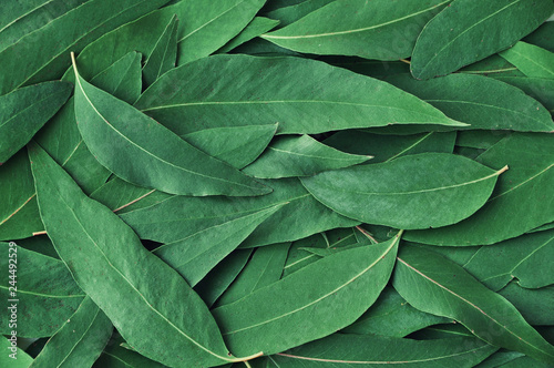 Fresh eucalyptus leaves. Flat lay, top view. Nature green Eucalyptus leaves background