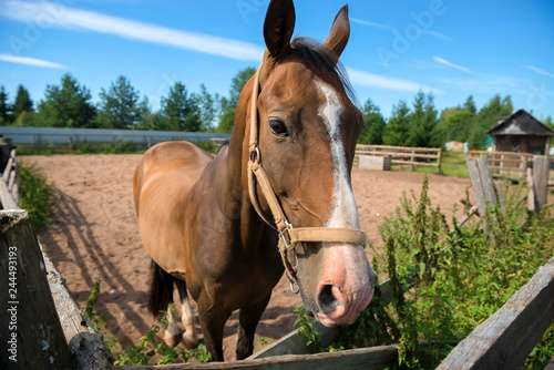 Beautiful brown horse on a summer day in a farm pen.