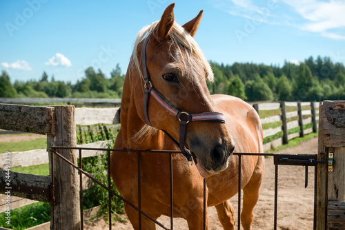 Beautiful brown horse on a summer day in a farm pen. © Konstantin