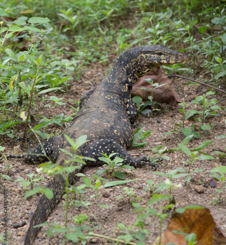 alligator in the everglades