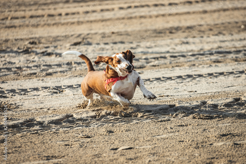 Basset Hound dog running on the beach with loose skins shaking his fun body. Happy animal running with big ears hilarious and funny brown and bench