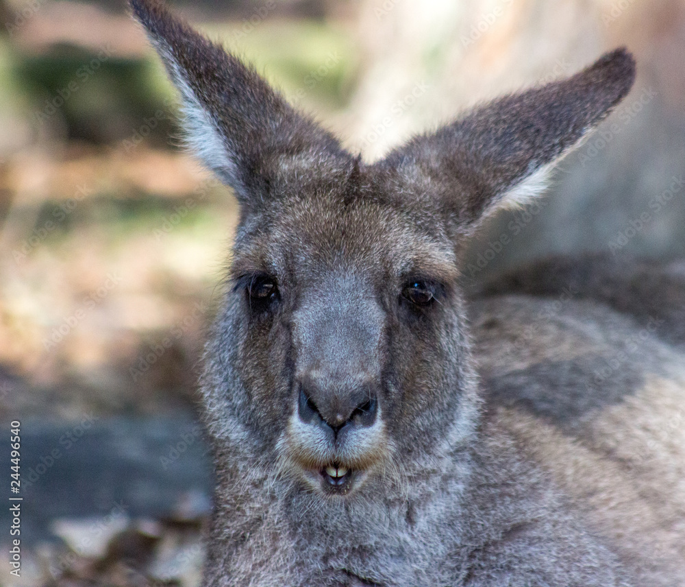 Kangaroo giving a cheesy smile 