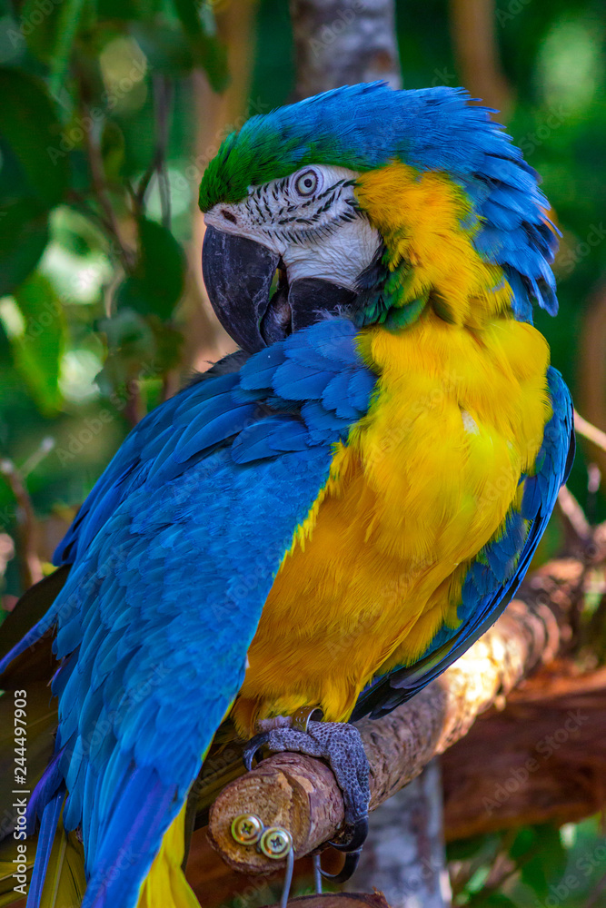 Macaw sitting in a tree 