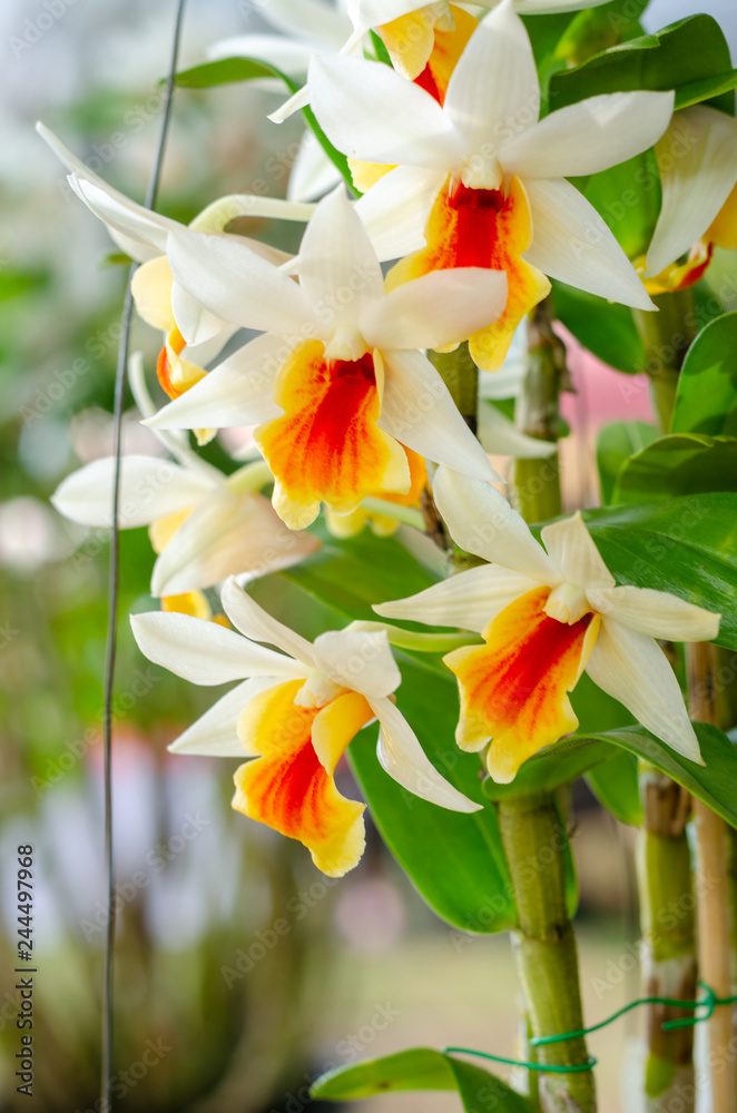 close up of beautiful Dendrobium Roongkamol in the garden