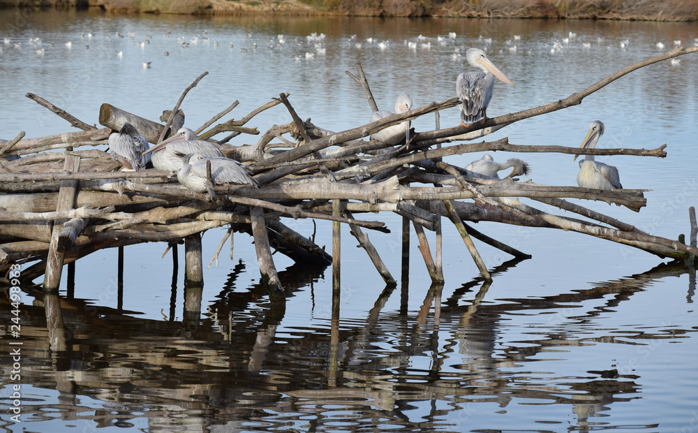 Pélicans posés sur des branchages