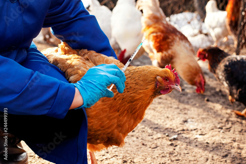 Female veterinarian in blue gloves and uniform makes injection of chickens, vaccination, chicken flu. Veterinary Medicine.