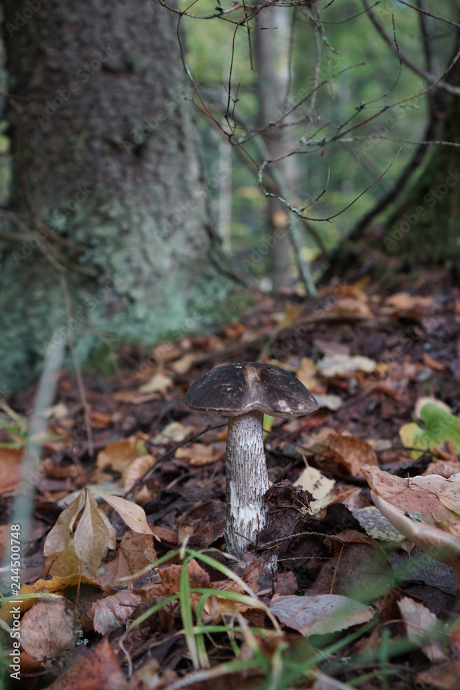 Obraz premium tree in forest