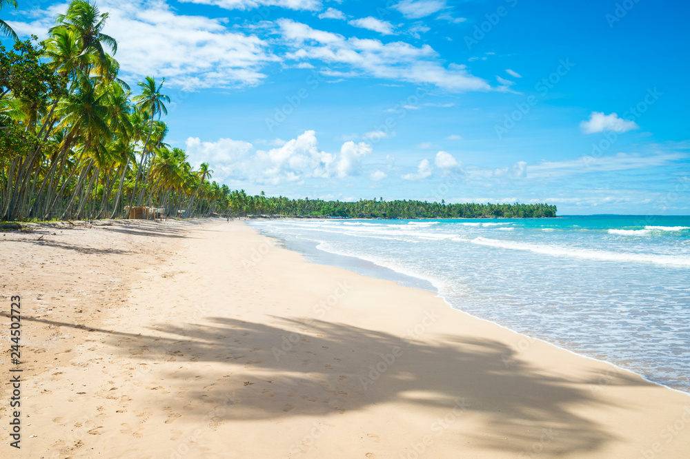 Palm trees cast shadows on a wide remote tropical Brazilian island beach in Bahia, Nordeste, Brazil Palm trees cast shadows on a wide remote tropical Brazilian island beach in Bahia, Nordeste, Brazil