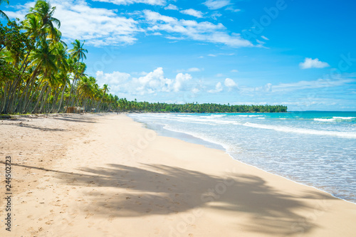 Palm trees cast shadows on a wide remote tropical Brazilian island beach in Bahia  Nordeste  Brazil