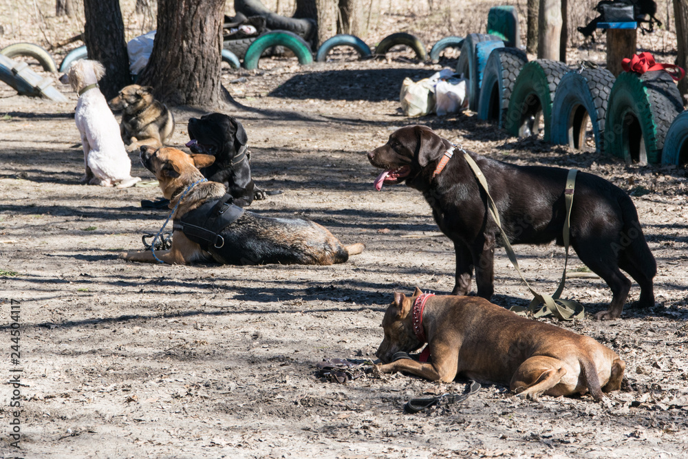 Dog training. A group of people training their dogs in obedience. Dog training. A group of people training their dogs in obedience.