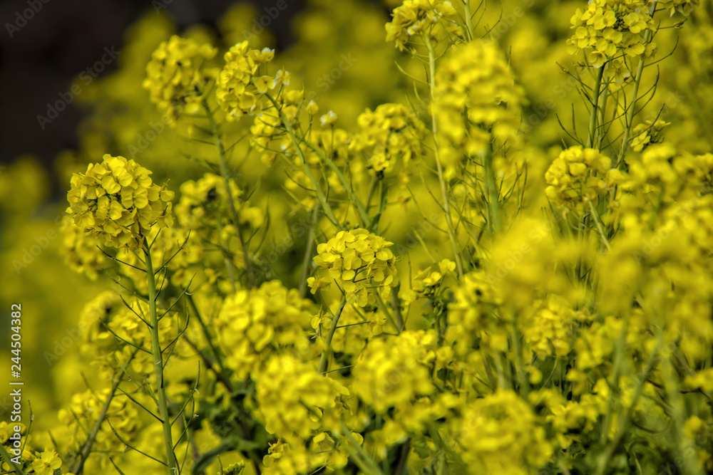 Field of the Rape-flowers