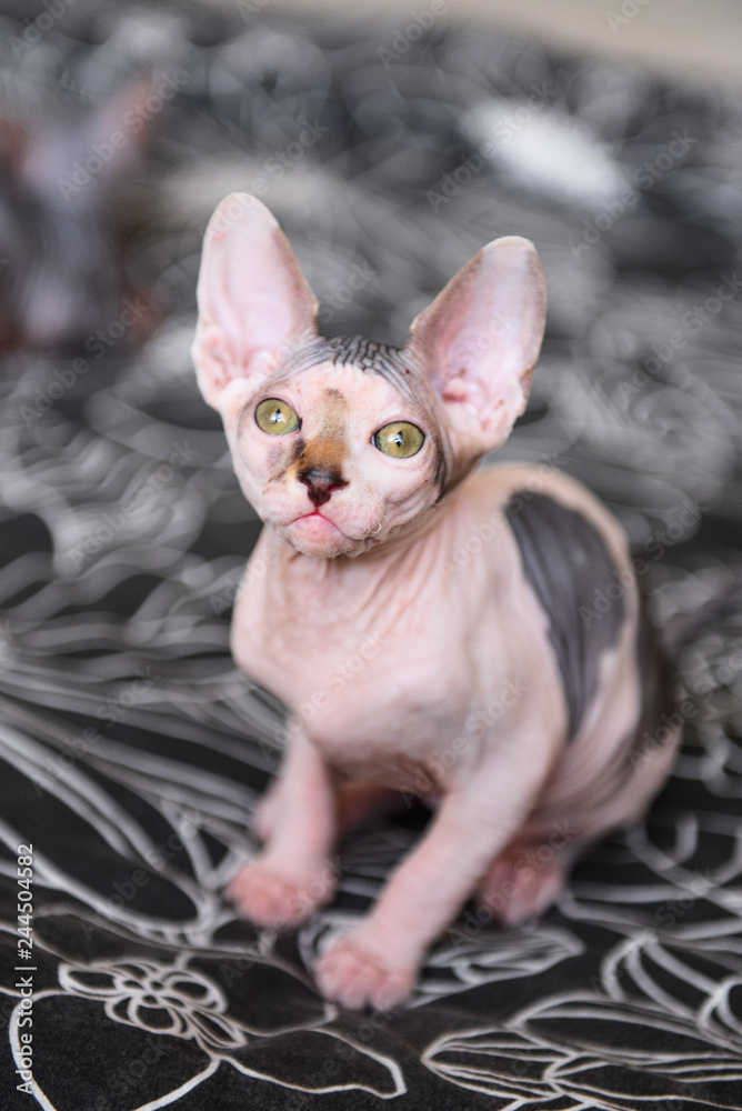 portrait of a bald cat, sphynx kitten spotted. on a dark background portrait of a bald cat, sphynx kitten spotted. on a dark background