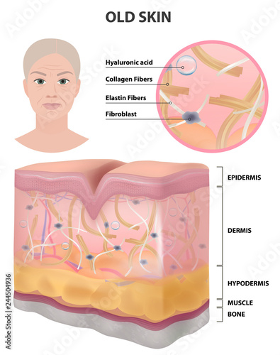 The skin of an old woman, wrinkles, detailed illustration, medicine, vector