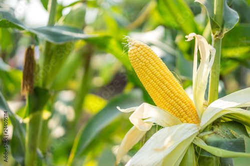 Ear of yellow corn with the kernels still attached to the cob on the stalk in organic corn field.