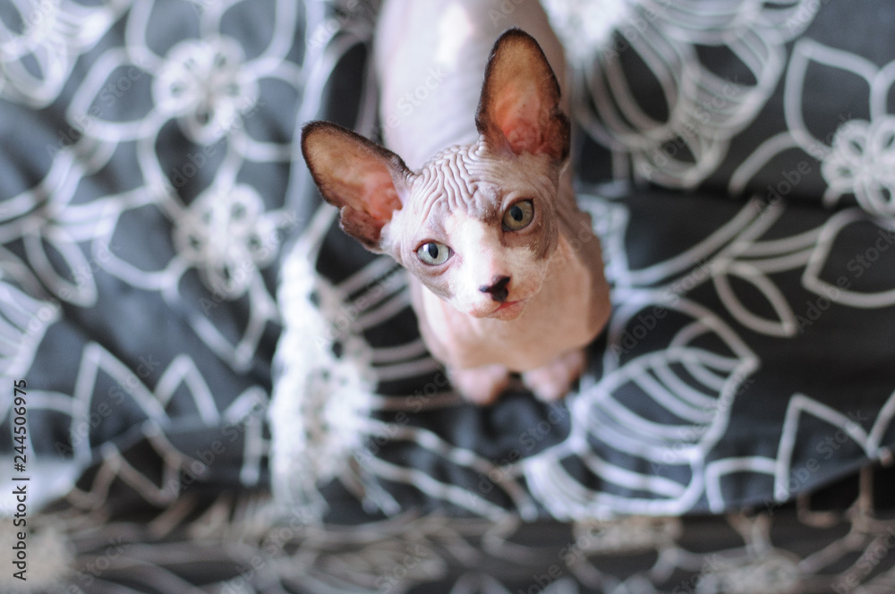 portrait of a bald cat, sphynx kitten spotted. on a dark background