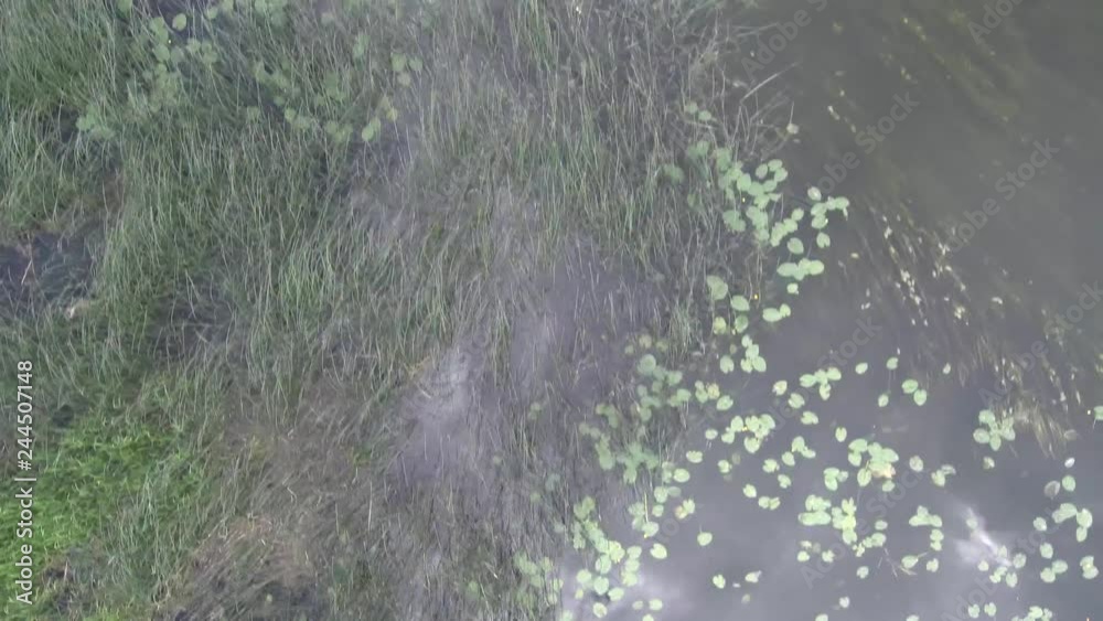 plain river with water lilies and algae, view vertically from above plain river with water lilies and algae, view vertically from above
