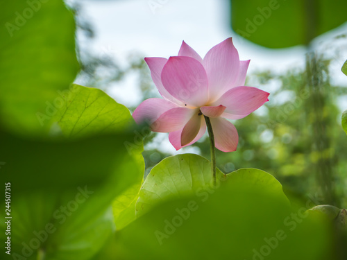 Fototapeta Naklejka Na Ścianę i Meble -  Pink water lily in natural park