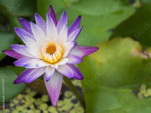 Fototapeta Naklejka Na Ścianę i Meble -  Purple and white water lily