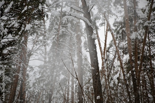 Types of winter the taiga