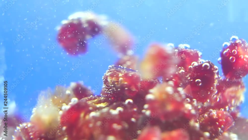 pomegranate fruit under water pomegranate fruit under water
