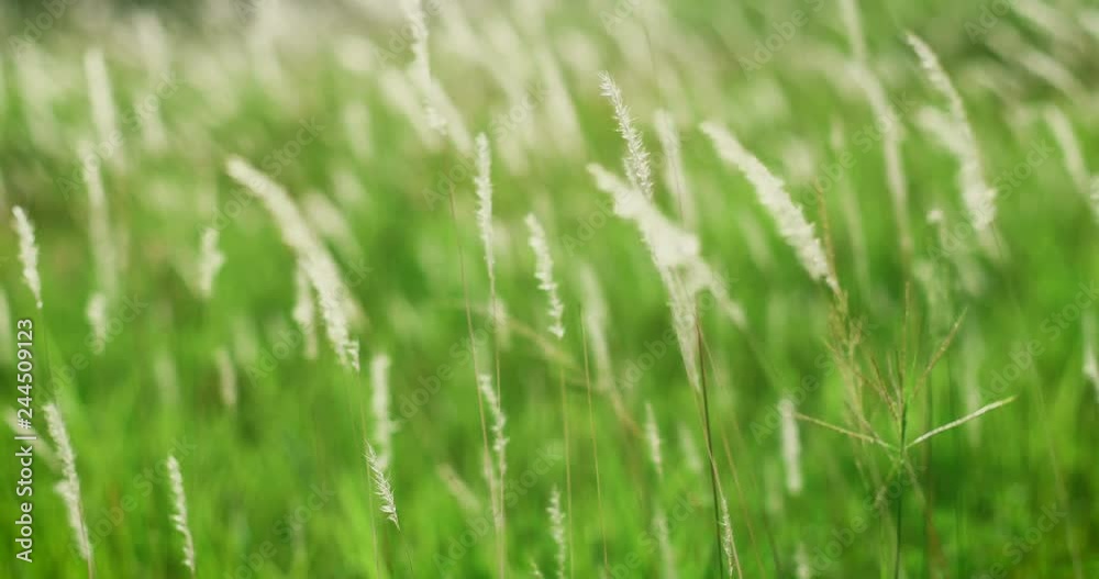 soft dreamy white a grass feather in wind with warm summer sun light , softness and fresh nature in autumn, spring or summer season background ,4K Dci resolution soft dreamy white a grass feather in wind with warm summer sun light , softness and fresh nature in autumn, spring or summer season background ,4K Dci resolution