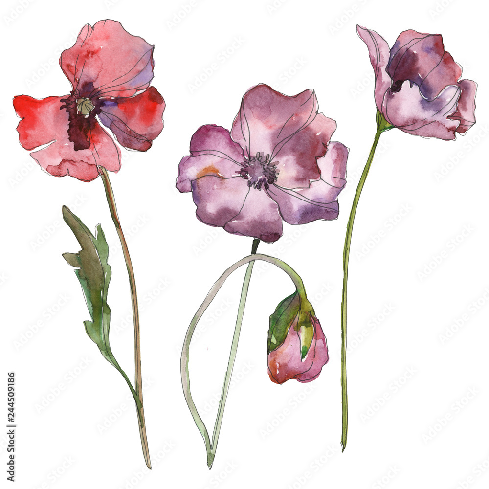 Fototapeta Purpurowy czerwony makowy kwiecisty botaniczny kwiat. Zestaw ilustracji tle akwarela. Element ilustracja na białym tle maku.