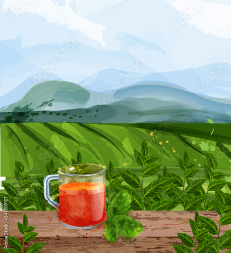 Tea landscape Vector watercolor. Green fields background. Aromatic tea brochures