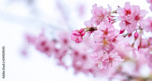 Canvas Print Beautiful cherry blossoms sakura tree bloom in spring in the park, copy space, close up