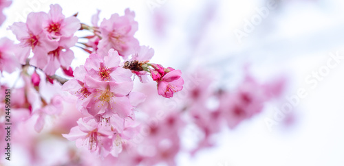 Beautiful cherry blossoms sakura tree bloom in spring in the park, copy space, close up. © RomixImage