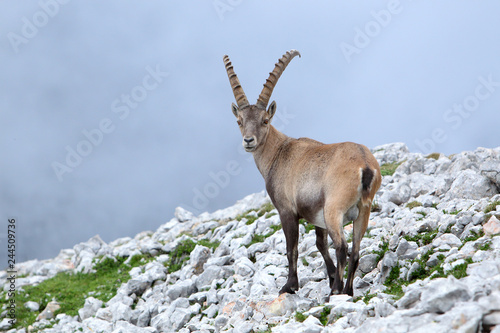 koziorożec alpejski (Capra ibex) w masywie Dachstein © andrzej_67