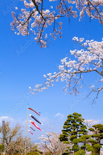 満開の桜と鯉のぼり、静岡県御殿場市平和公園にて