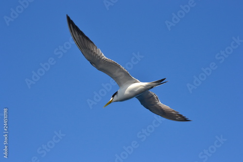 albatros gliding across the sky