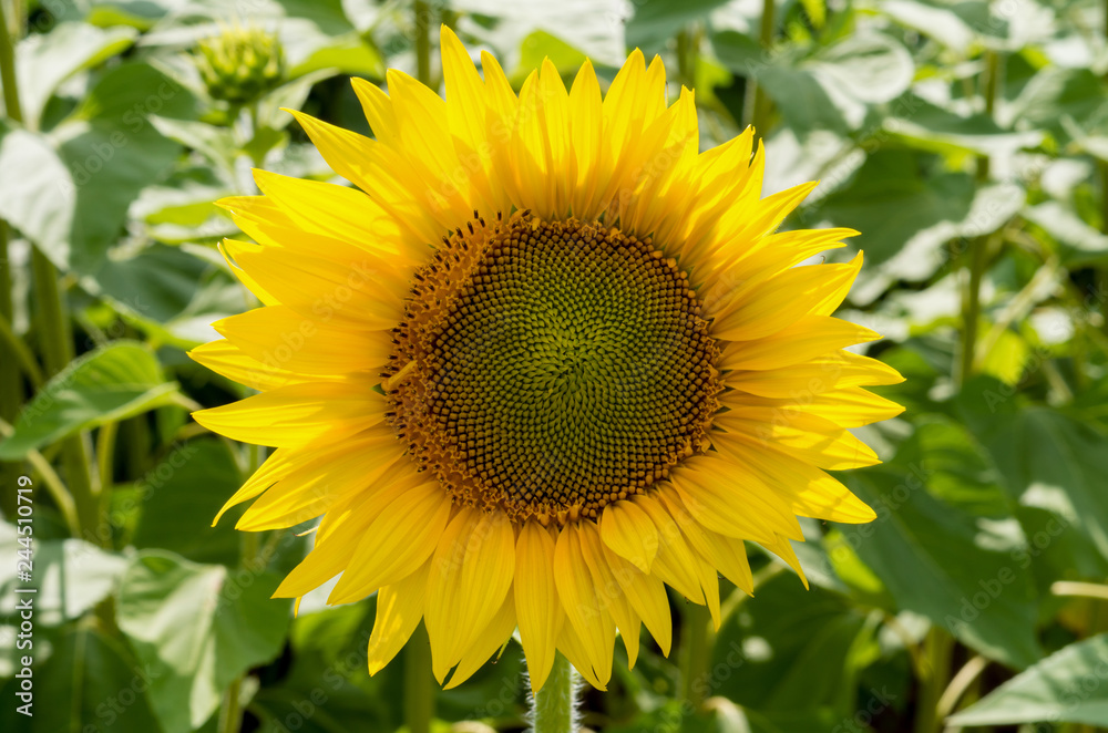 sunflower in a field