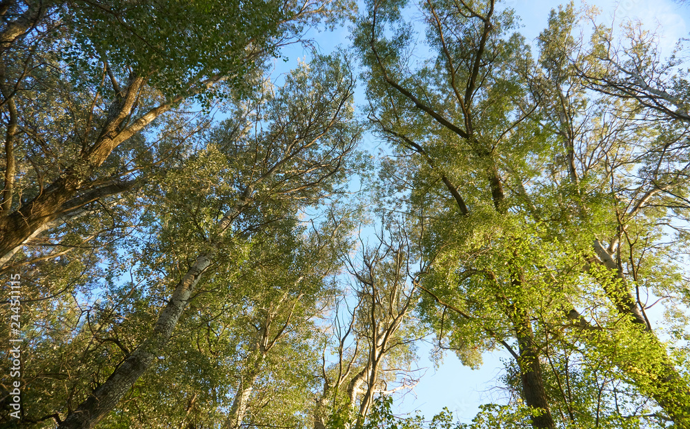 Obraz premium trees in the forest