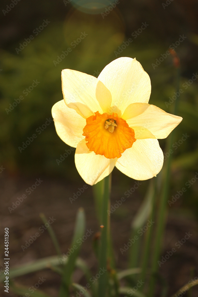 A Yellow Daffodil Illuminated with Sunshine A Yellow Daffodil Illuminated with Sunshine