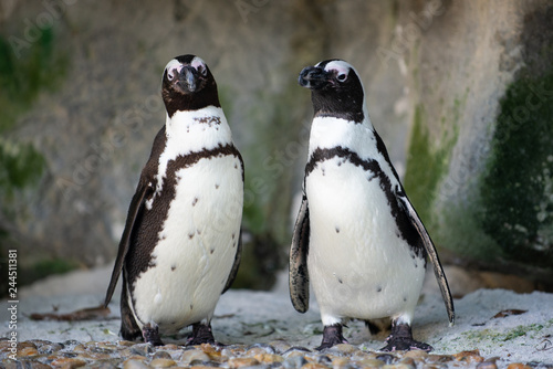 A pair of African Penguins
