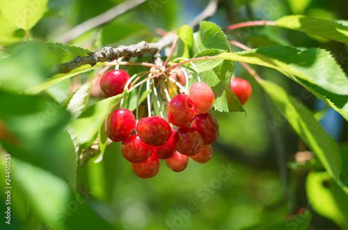 red cherries on branch of tree