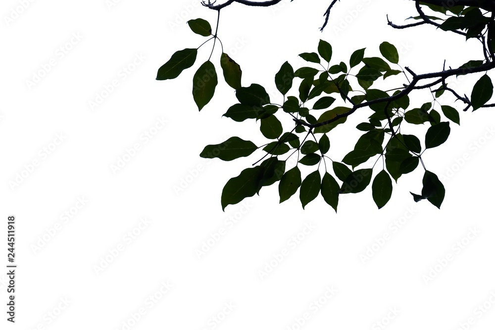 Fototapeta premium Tropical tree leaves with branches on white isolated background for green foliage backdrop 