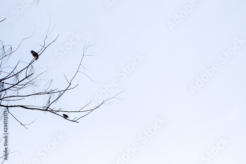 Dead tree branches with Asian local birds sitting on the top tree  white sky background 