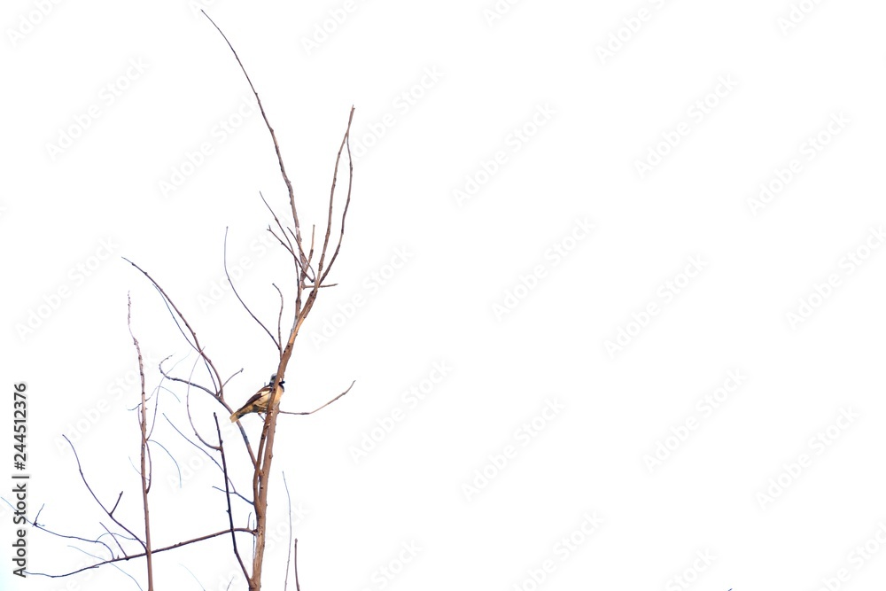 Dead tree branches with Asian local birds sitting on the top tree, white sky background Dead tree branches with Asian local birds sitting on the top tree, white sky background