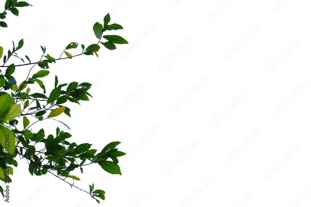 Tropical tree leaves with branches on white isolated background for green foliage backdrop 