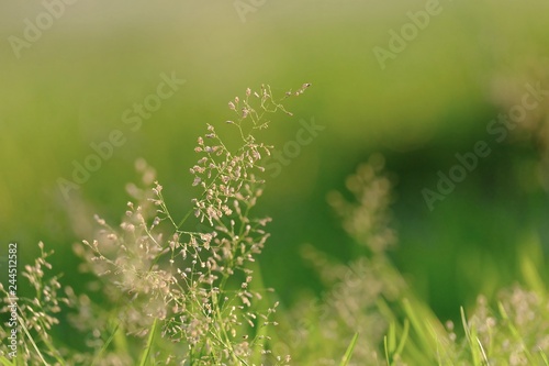 Wild grass flower blossom in a garden with green nature background and warm light