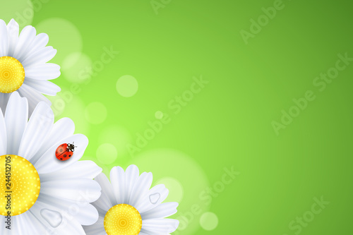 Spring background. Ladybug creeps on the flowers. Realistic daisies. Abstract lights bokeh. Seasonal banner for your design. Seasonal holiday. Water drops. Vector illustration