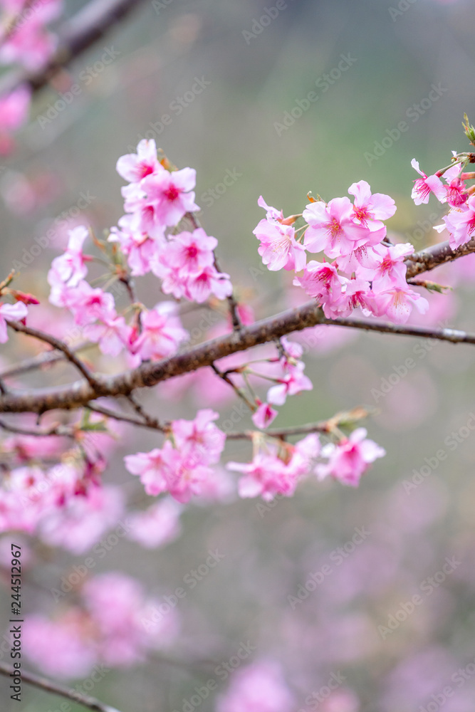 Beautiful cherry blossoms sakura tree bloom in spring in the park, copy space, close up. Beautiful cherry blossoms sakura tree bloom in spring in the park, copy space, close up.