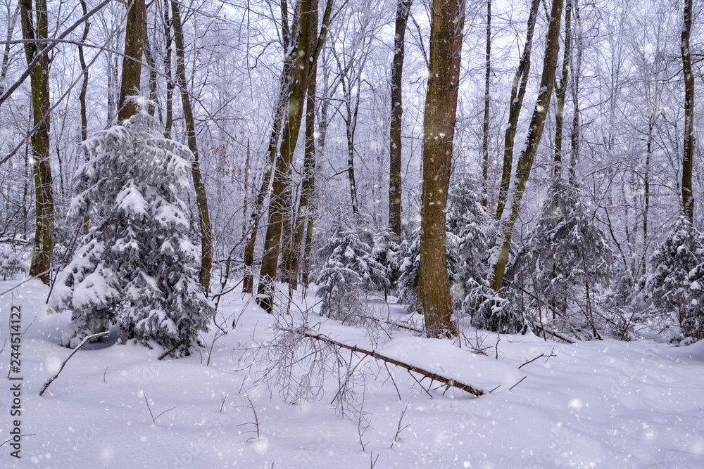 Winter forest in a frosty snowy day