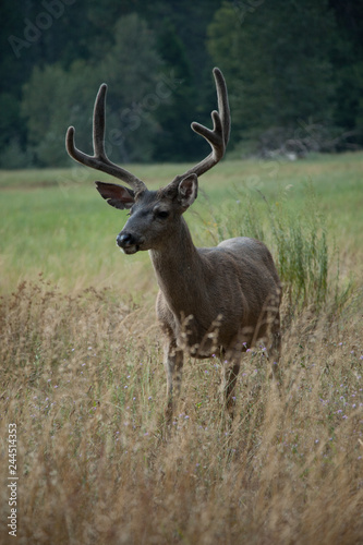 Deer Closeup - Yosemite